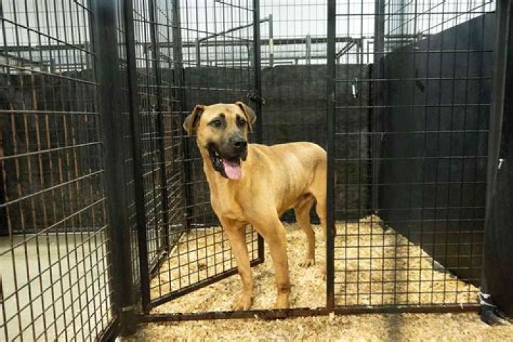 
34 Dogs Rescued from Dog Meat Trade Are Preparing for Homes ‘Where They Can Finally Enjoy Life’ 