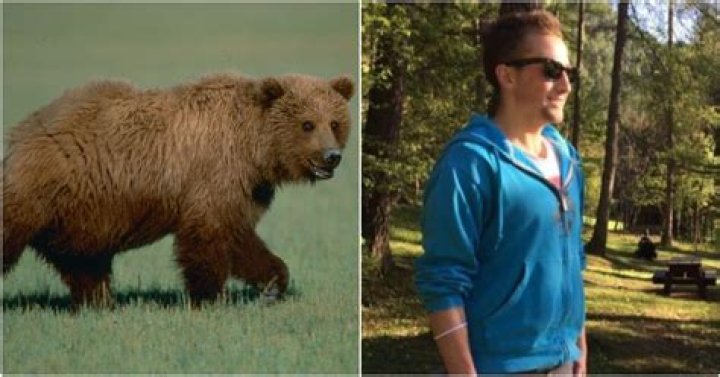 
Andrea Papi Incidente: Runner Morto Bear Attack 