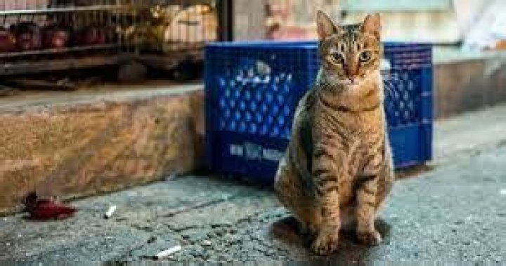 
Cat lover charged with murder for running over a man to save a kitty 