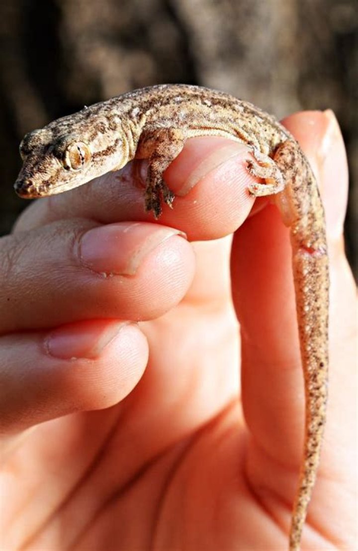
David Dowell Gecko Death Case Update As Australian Man Is Remembered As Reddit Thread Continues 