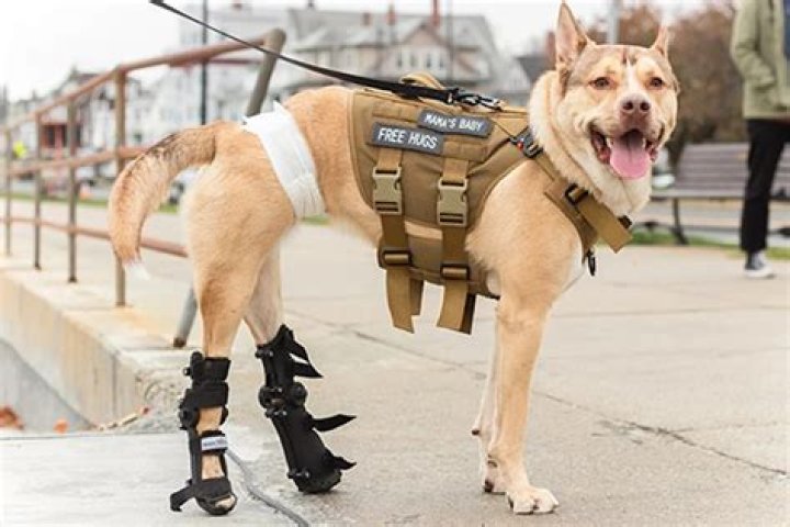 
Dog in Foster Care for 2 Years Learns to Walk with Splints But Is Still Searching for a Home 