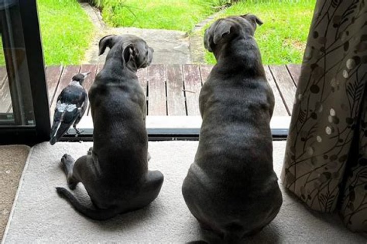 
Dog Mom and Her Puppy Befriend Magpie Bird Abandoned by His Parents: ‘People Were Shocked’ 