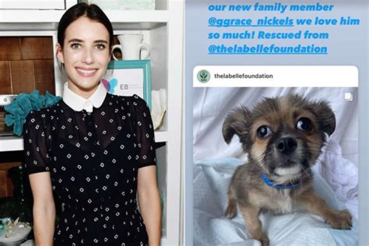 
Emma Roberts Adopts New Rescue Chihuahua Puppy: ‘We Love Him So Much’ 