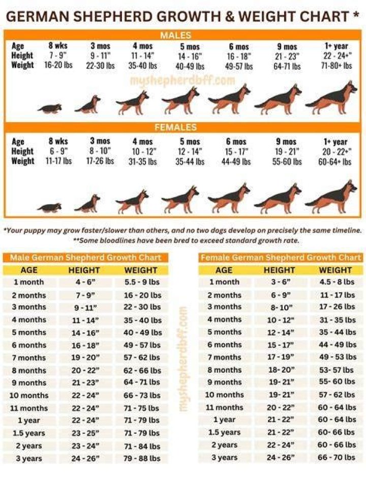 
Haven Shepherd Height, Weight, Net Worth, Age, Birthday, Wikipedia, Who, Nationality, Biography 