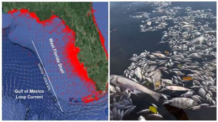 
How long does Red Tide last in Florida? Duration explored as dead fish pile up on coast 