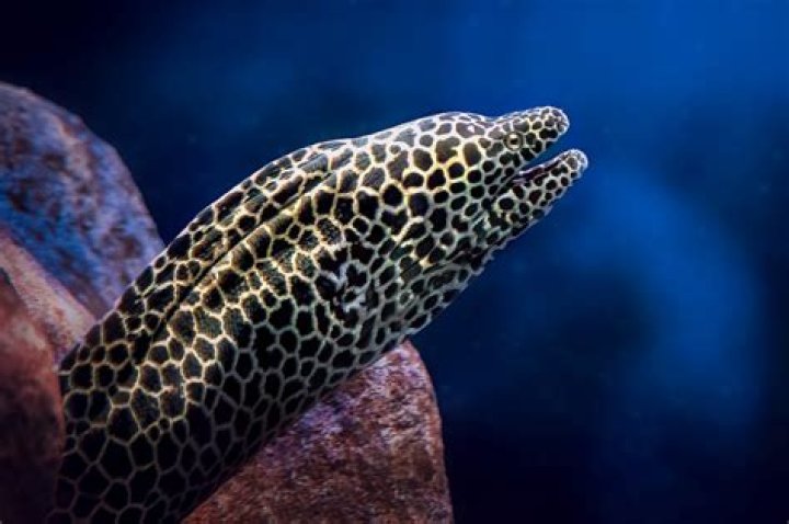 
Is Morray Married to Wife? Morray’s Biography 