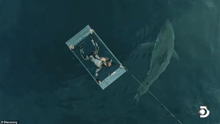 Jimi Partington Accident And Shark Attack Is Explored On Discovery Shark Week: Did The Diving Expert Get A Stroke?