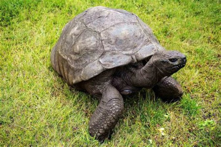 
Jonathan the Tortoise — the Oldest Living Land Animal — Celebrates 190 Years with a Big Party 