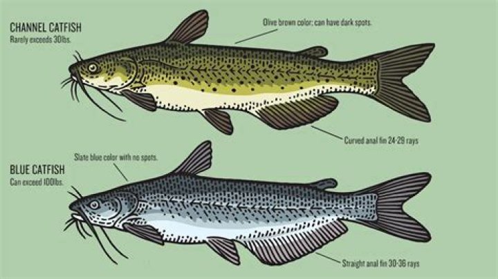 Kamie lost how much weight? Here Are Images Of The Catfish Host Before And After