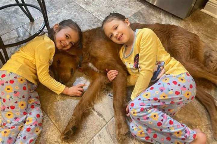 
Louisiana Golden Retriever Celebrated for Protecting Young Girls Lost in the Woods for Hours 