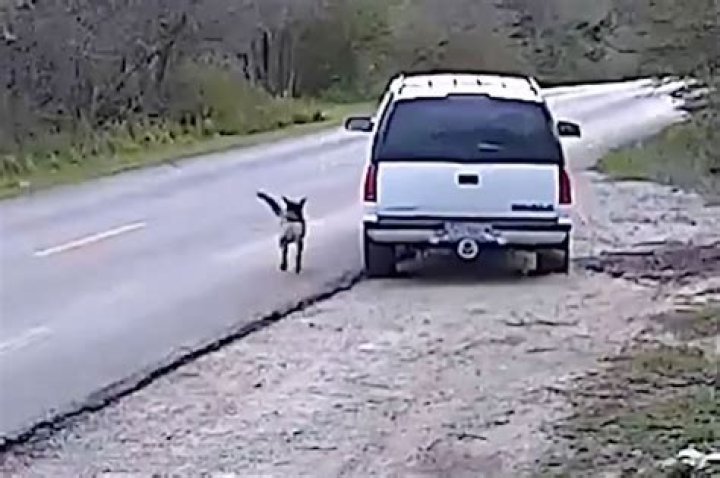 
Man dumps helpless pooch on Dallas roadside, drives away: video 