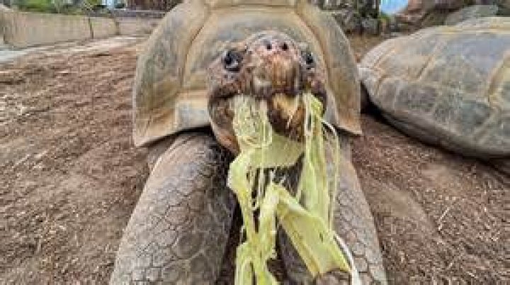 
Norfolk’s oldest resident, Vera Read, dies at 109 