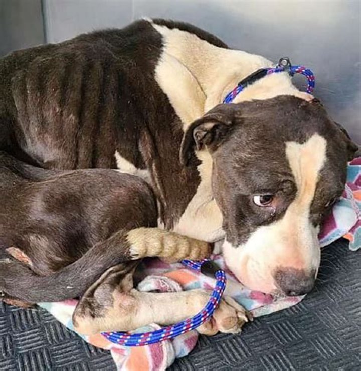 
Ohio Rescue Dog Found with Bullet Wound in His Head Is Beating the Odds with His Recovery 