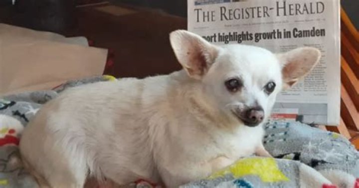
Ohio’s Chihuahua Mix is the World’s Oldest Living Dog 
