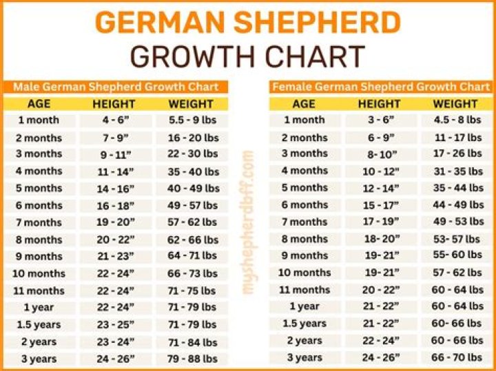 Peng Shepherd Height, Weight, Net Worth, Age, Birthday, Wikipedia, Who, Nationality, Biography