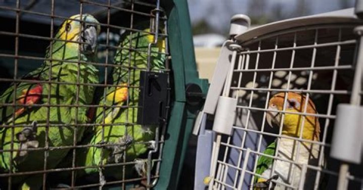 
Rescuers flock together to save 275 parrots stranded by Ian 