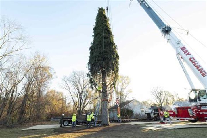 
The 2022 Rockefeller Christmas Tree Has Been Cut Down and Is on Its Way to NYC 