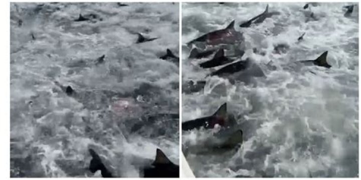
“The new Sharknado movie looks lit”: Venice Louisiana shark feeding frenzy video goes viral 