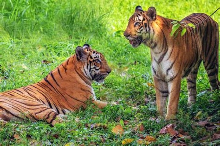 
Tigers attack villagers near MP sanctuary in two separate incidents 