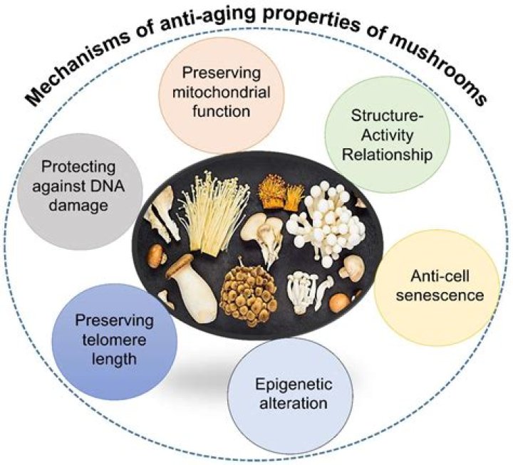 
What Are The Anti-Aging Properties of Thymalin? 