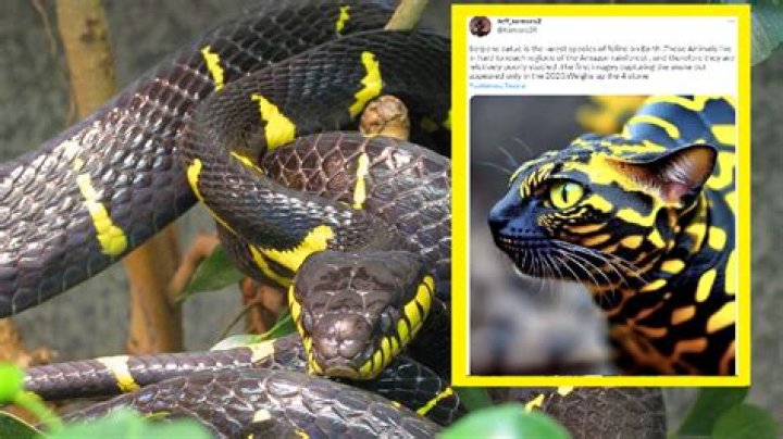 What is Serpens Catus? Amazon snake cat photo goes viral on social media