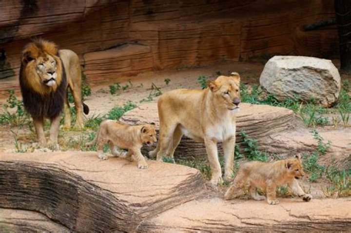 
Who Are Ayden Hector Parents? Father Zuri Hector And Mother 