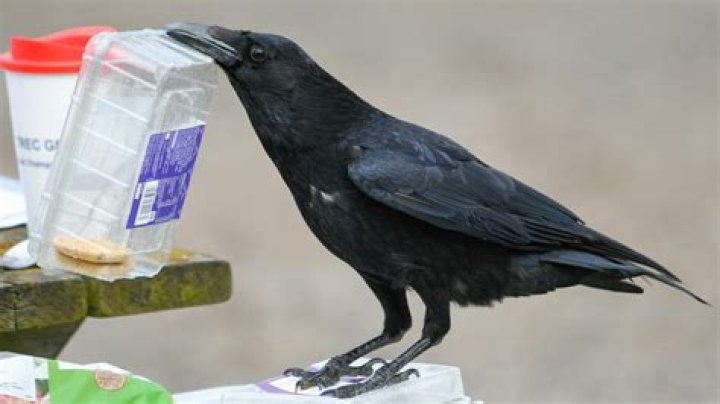 Who are Rachel Crows Parents? Rachel Crow Biography, Parents Name, Nationality and More