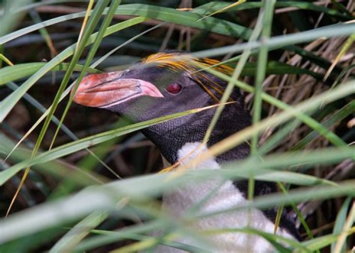 Wildlife Celebration | Macaroni KID Boynton Beach