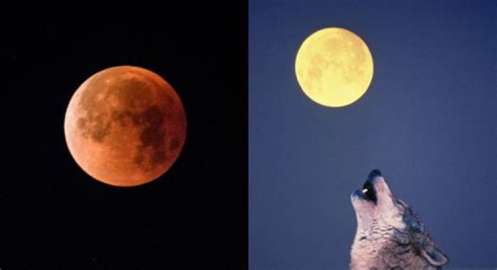 
Wolf Moon Spiritual Meaning 2023: Time and all about the phenomenon 